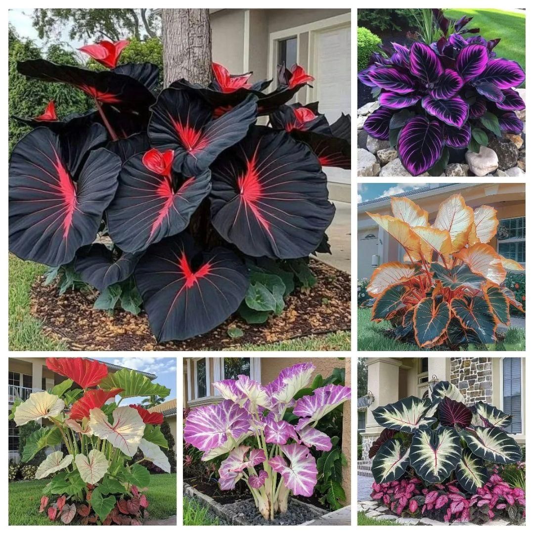 Rare Exotic Black Hosta Seeds | Organic Pot mix FREE