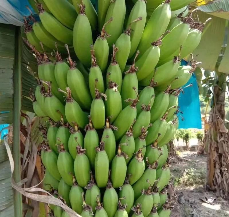 Premium Banana Seeds + FREE Plant Growth Supplement